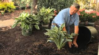 How to Mulch Hostas  Garden Savvy [upl. by Anifesoj]