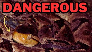 The most DANGEROUS snake in South America FerdeLance [upl. by Fiedler]