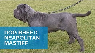 Dog Breed Video Neapolitan Mastiff [upl. by Mungovan]