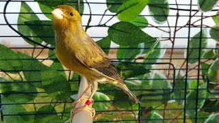 Canary Bird Singing Timbrado Canary Training [upl. by Intyre376]