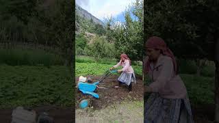 Driving cultivator machine for the first time🌾🌾 farming agriculture mountains kinnaur himachal [upl. by Celestina]