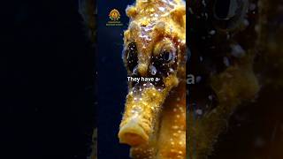 The Fascinating Biology of The Seahorse [upl. by Ecinuahs81]