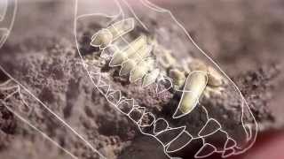 What Can Fossil Teeth Tell Us — HHMI BioInteractive Video [upl. by Eenalem]