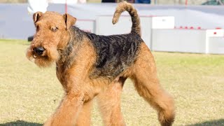 Unlock the Hunting Skills of an Airedale Terrier [upl. by Sirtaeb850]