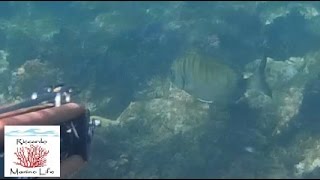 SARAGHI DEL LAZIO IL SEGRETO DEL BASSOFONDO pesca sub spearfishing [upl. by Nosoj]