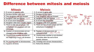 Mitosis vs Meiosis  Differences between Mitosis and Meiosis [upl. by Ahsiryt96]