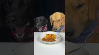 Today We Eat Fried Dough Sticks Labrador and Golden Oh My God Its So Crispy Cute Pet Debut Plan [upl. by Fendig]