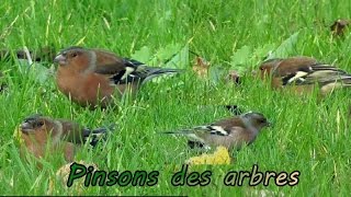 PINSONS des ARBRES en groupe [upl. by Mellie]