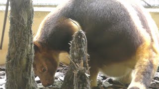 セスジキノボリカンガルーシンガポール動物園Goodfellows Tree KangarooSingapore Zoo [upl. by Ttenrag]