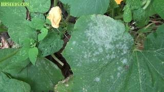 Powdery mildew vs Downy mildew  Podosphaera xanthii  How to tell the difference and treatment [upl. by Eradis]