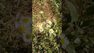 healing benefits of fleabane [upl. by Ilyse]