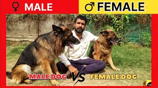 Male dog vs Female dog difference  Dog Male le ya female  konsa dog le male ya female [upl. by Lamp600]