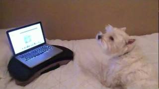 A Westie Dog singing woofing Christmas Music [upl. by Brubaker]