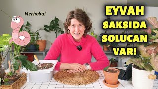 Saksıda Solucan Var Ne Yapmalıyım  Saksı Değişimi  Bitki Bakımı [upl. by Adnih]