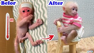 Baby Monkey Annies Development  100 Days Old [upl. by Ahtael390]