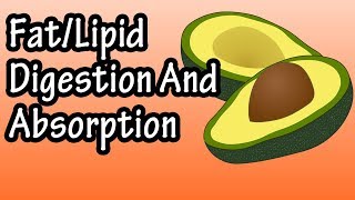 Fat Lipid Digestion And Absorption  How Are Fats Lipids Digested And Absorbed [upl. by Neenahs]