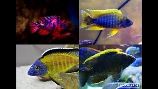 MY TOP 10 PEACOCK CICHLIDS [upl. by Annekcm]