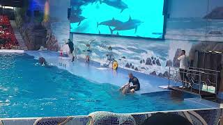 Dolphinarium Dubai dubailife [upl. by Rowell]