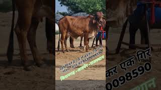 Gir cow sale 👌 milk capacity 12 se 14 litar kishangarh Rajasthan gircowdairyfarm cow gircrosscow [upl. by Laubin466]