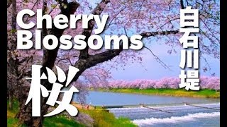 白石川堤一目千本桜sakuraCherry blossom 桜の名所 宮城観光 桜並木 Ogawara JAPAN 大河原町 白石川 東北の桜 full bloom Shiraishi River [upl. by Alyak]