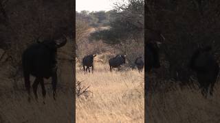 Afrika😃 Auf Jagd in Namibia jagd wildlife hunting afrika gnou impala [upl. by Finstad36]