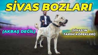 quotBabakaradan Sonra Yeni Efsanem SİVAS BOZLARIquot  İsmail Özbek AB Kangal Çiftliği 4Bölüm [upl. by Melloney]