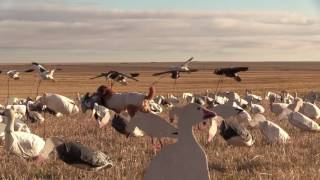 Snow Goose Hunt with Clone Decoys quotSnow Magnetsquot [upl. by Redleh]