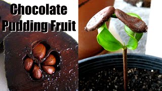 How to Grow Chocolate Pudding Fruit from Seed  Black Sapote [upl. by Serafina]