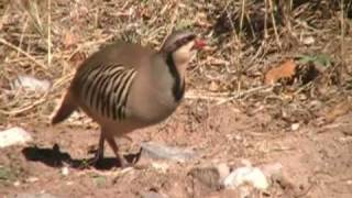 Chukars seen at Red Rock near Las Vegas on November 30 2008 [upl. by Cleavland]