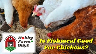 The Pros amp Cons Of Feeding Fishmeal to Chickens [upl. by Siver]