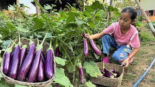 Smart girl Pich collects eggplants in vegetable garden for cooking  Cooking with Sreypich [upl. by Calore67]