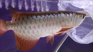 Releasing my Blue Base Crossback Arowana [upl. by Corbett]