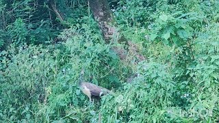 Beautiful peacocks in lush Green forest area [upl. by Nois]