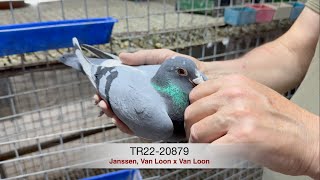 TR2220879 Janssen Van Loon x Van Loon [upl. by Dnalkrik]