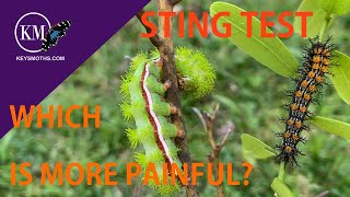 STING TEST WHICH HURTS MORE IO MOTH OR BUCK MOTH CATERPILLAR [upl. by Auqinaj275]