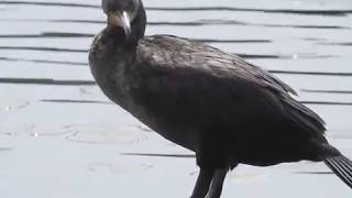 doublecrested cormorant call [upl. by Eidnak]