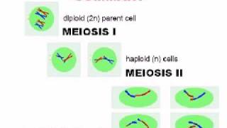 Meiosis  Cell Division [upl. by Eeladnerb270]