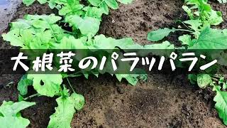 大根葉大根【大根菜のパラッパラン】 [upl. by Atirres]