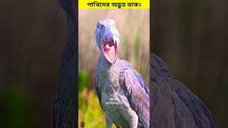 birds sound cutebaby nature kashmier birds birdsong islamicscholar cute amazon facts [upl. by Nolek706]