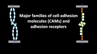 Major families of cell adhesion molecules or CAMs and adhesion receptors [upl. by Aniale700]