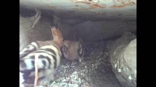 Hoopoe bird شانه به سر [upl. by Scharaga711]