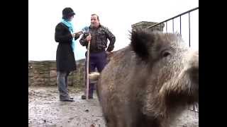 Bixkor el jabalí mascota de un vecino de Navarra [upl. by Carlile]