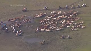 Wild ponies complete annual Chincoteague pony swim [upl. by Tychonn686]