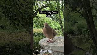 Mourning Dove Call and Cooing Sound shorts calming birdcall birds backyardwildlife viral [upl. by Eicaj365]