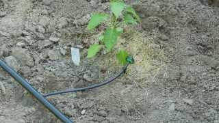 How To do Drip Irrigation with Emitters [upl. by Annayehc596]