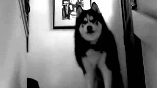 Black Metal Husky sings Nargaroth [upl. by Beane674]