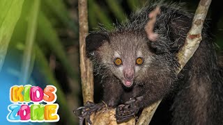 Nocturnal animals for kids  night animals  creatures of the night  educational video [upl. by Clarinda531]