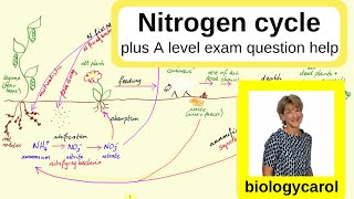 Nitrogen Cycle  for A level [upl. by Cecily]