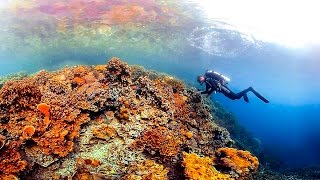 Ocean A 360degree tour of the mysterious magical corals of Palau [upl. by Erde583]