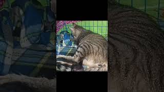 Waxy ❣️❣️ shortvideo cats blind help helpstrays catlover savethestrays [upl. by Corinne]